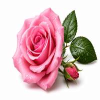 Damask Rose — fragrance ingredient