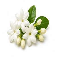 Jasmine Sambac — fragrance ingredient