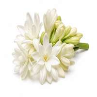 Tuberose — fragrance ingredient